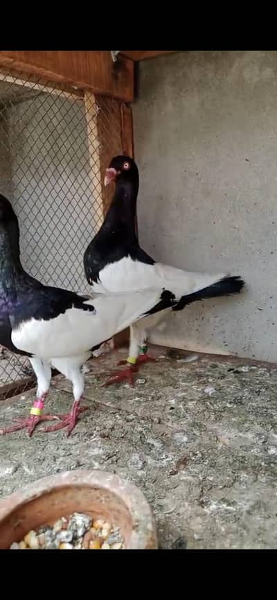 Magpie Daynish Breader pair