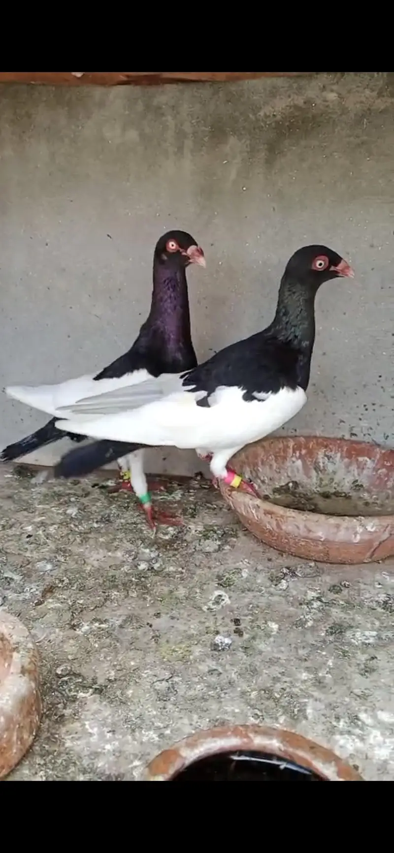 Magpie Daynish Breader pair — photo 3