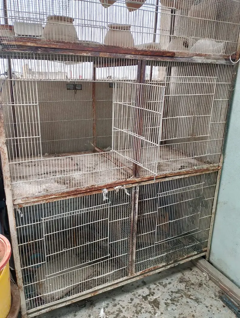 Cages — photo 3
