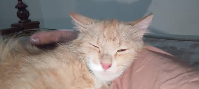 Russian cat