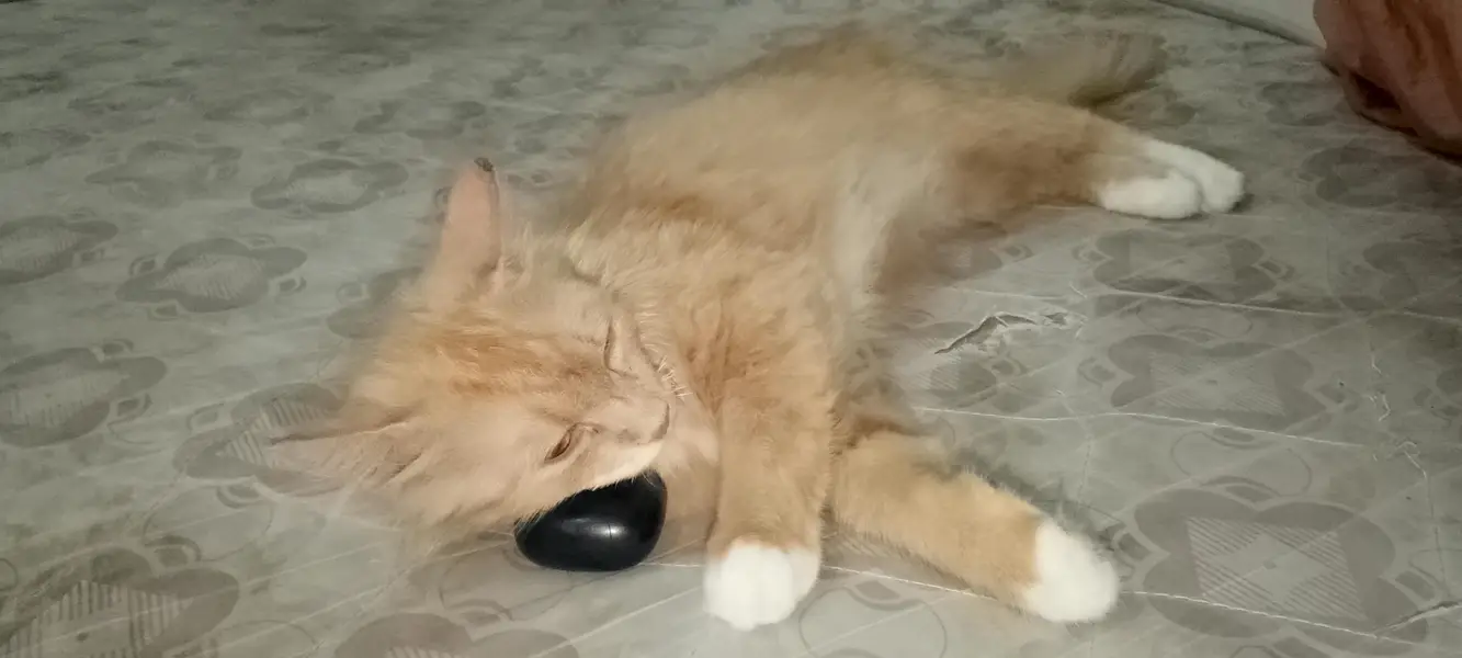 Russian cat — photo 2