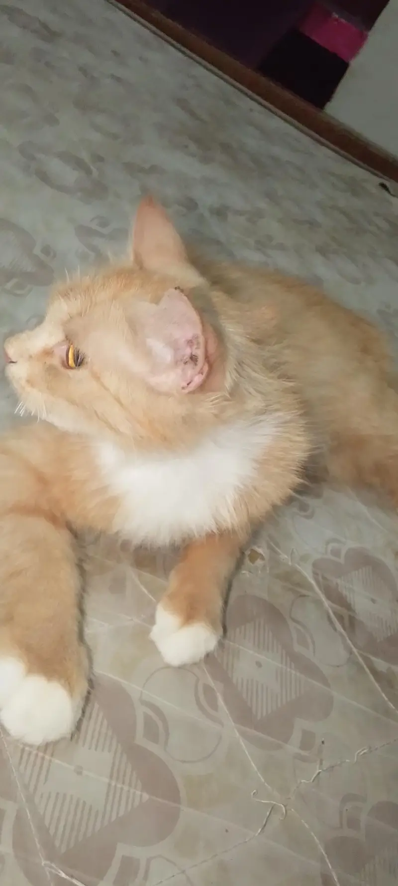 Russian cat — photo 3