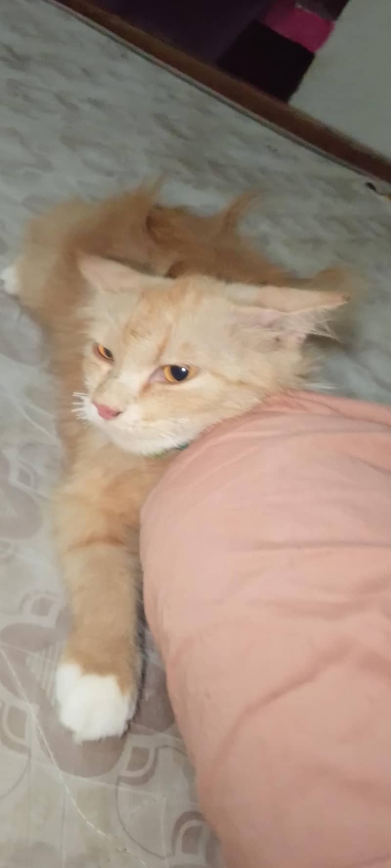 Russian cat 3