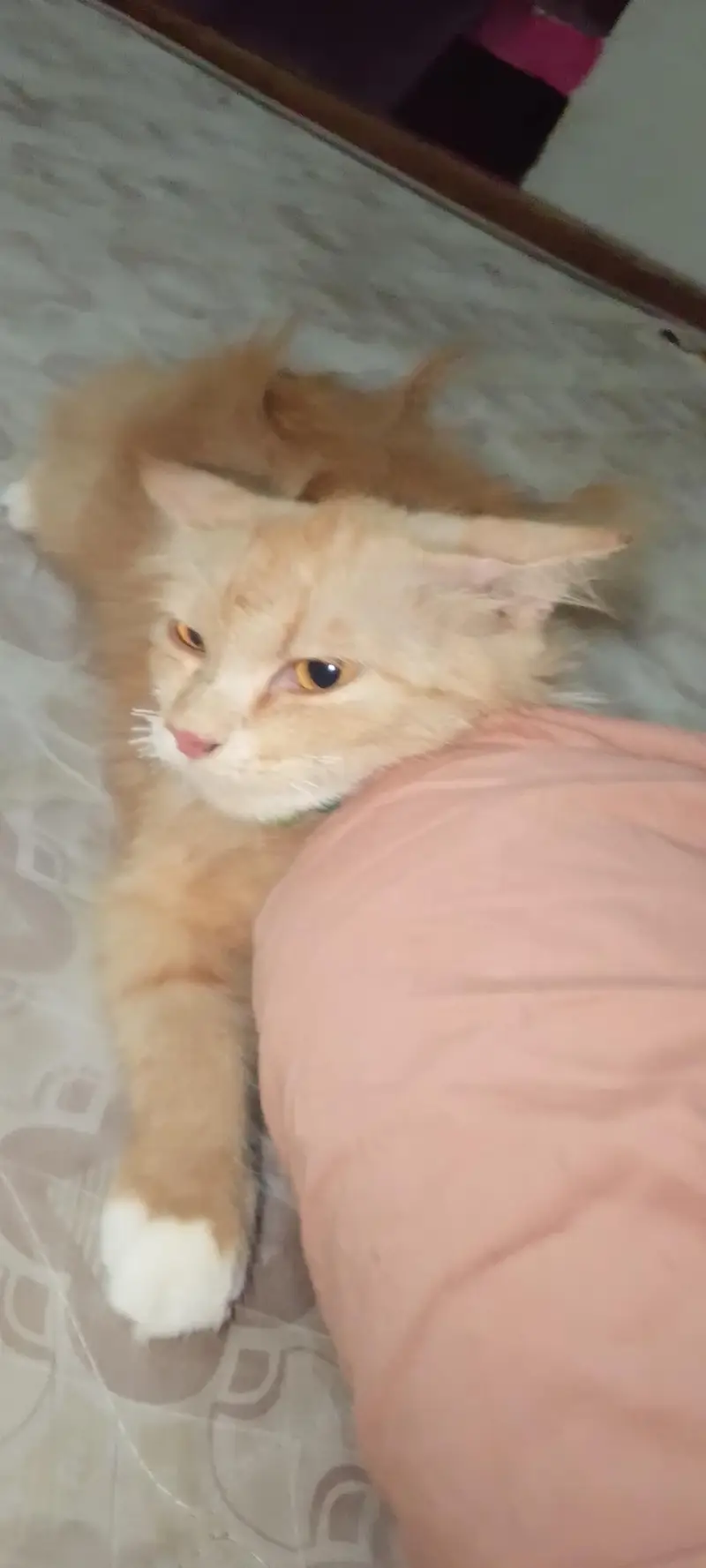 Russian cat — photo 4