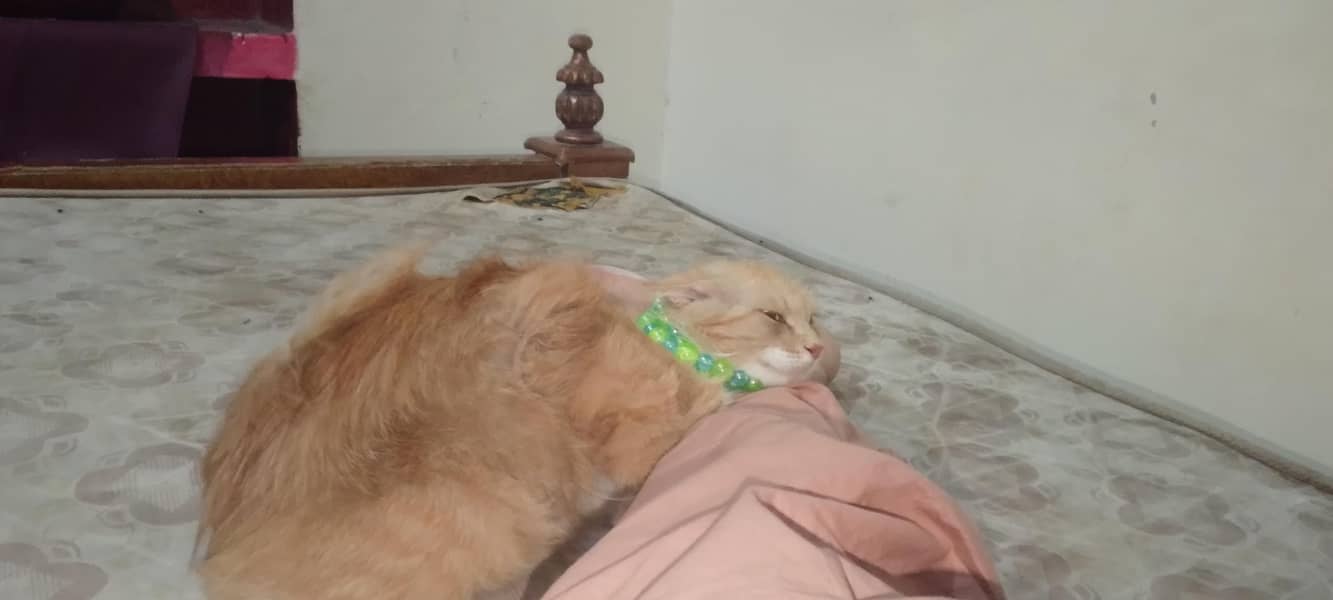 Russian cat 4