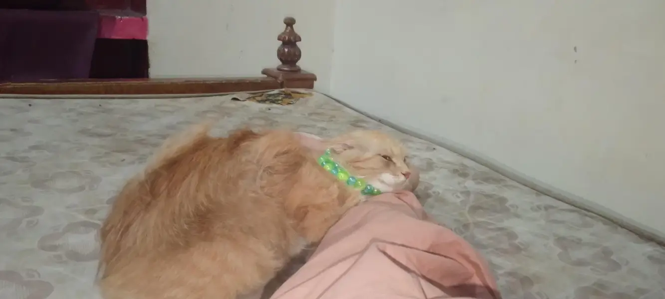 Russian cat — photo 5