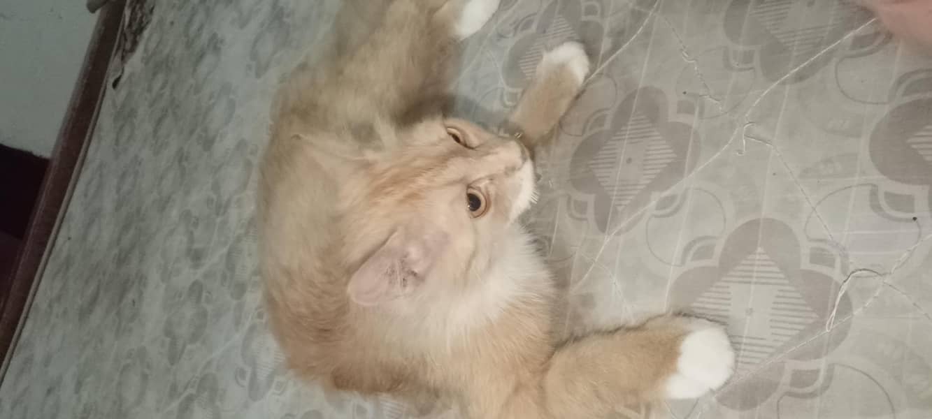 Russian cat 5