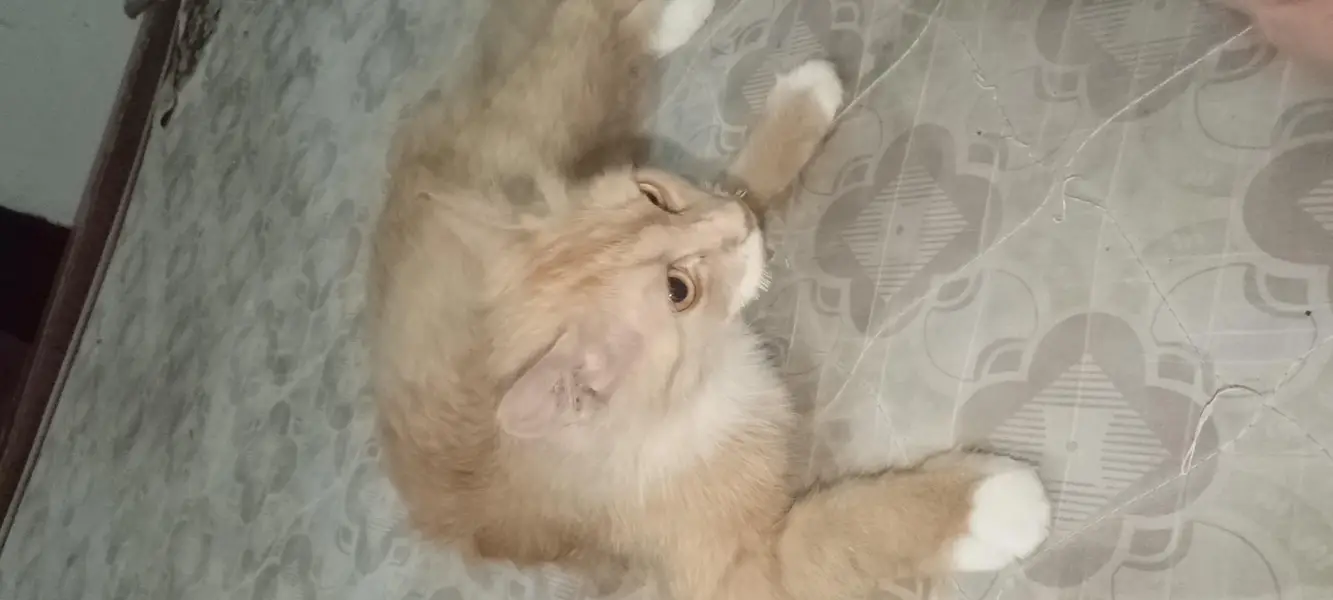 Russian cat — photo 6