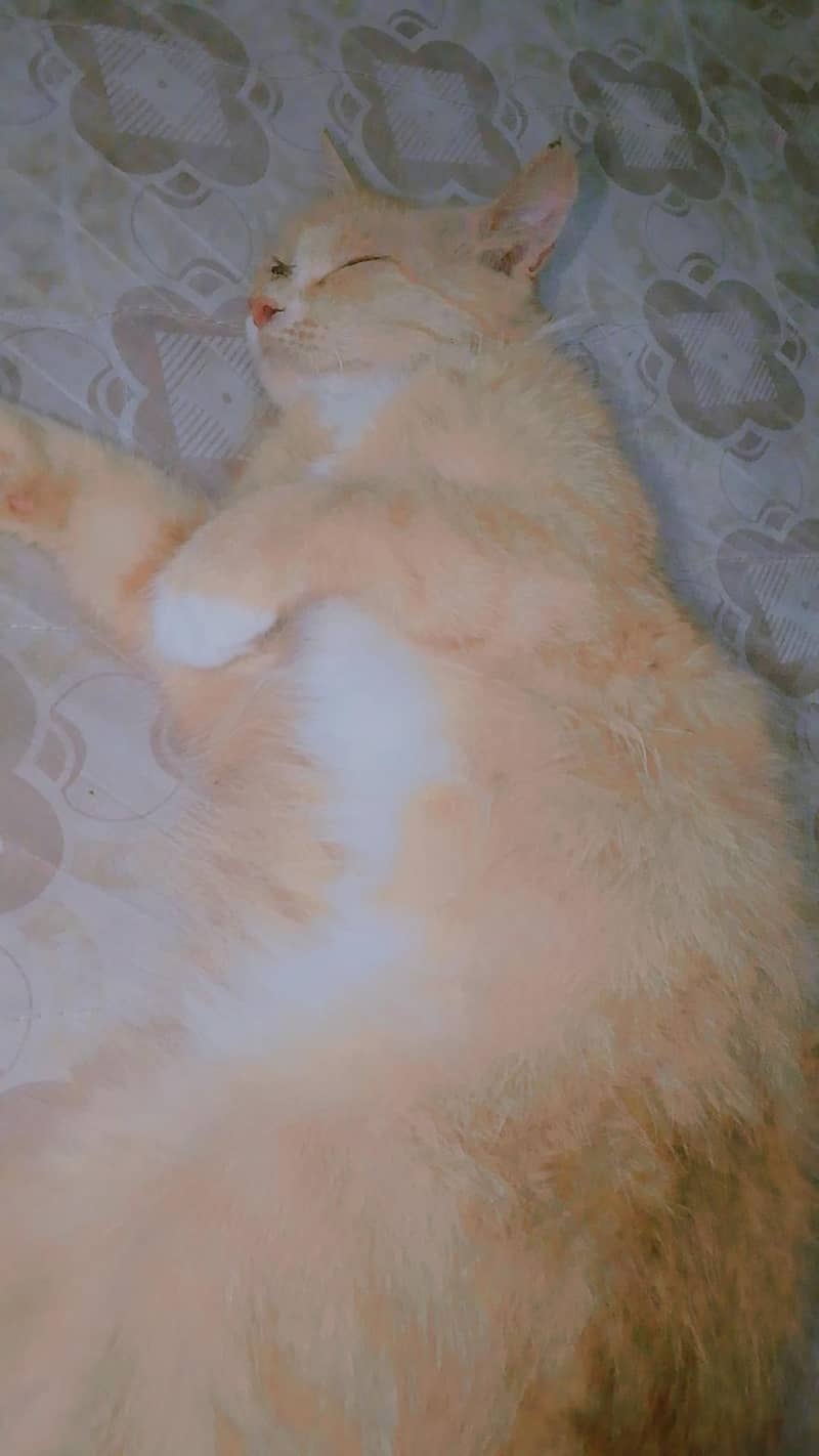 Russian cat 6