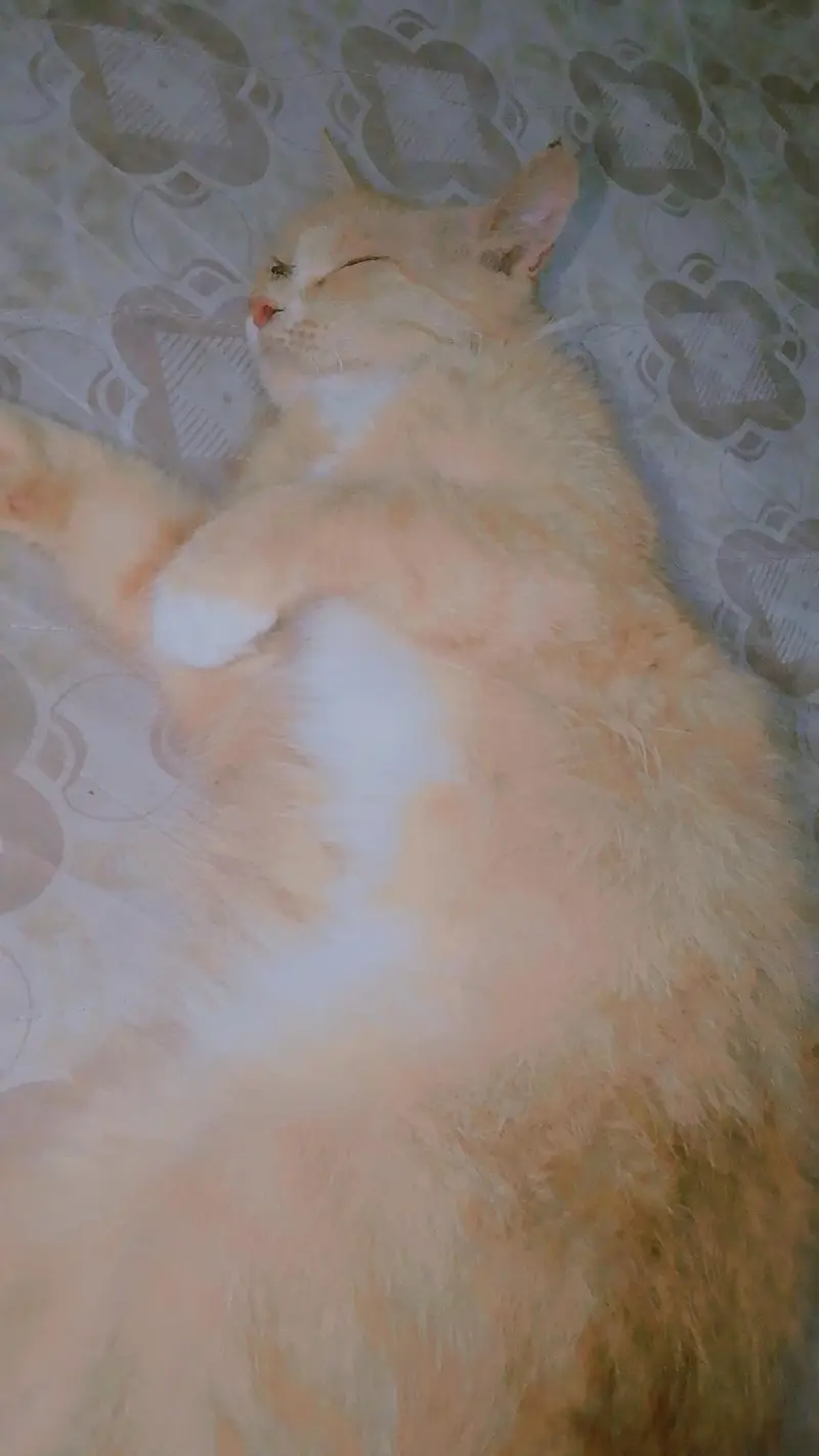 Russian cat — photo 7