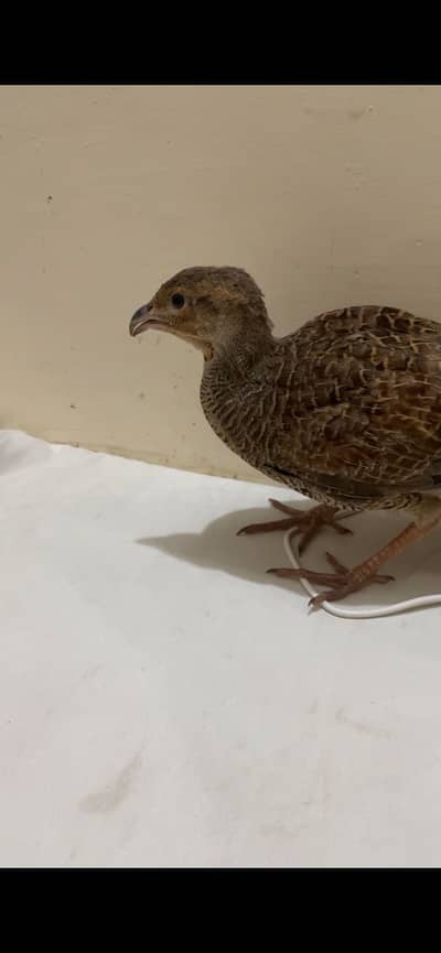 Dakhi teeter male