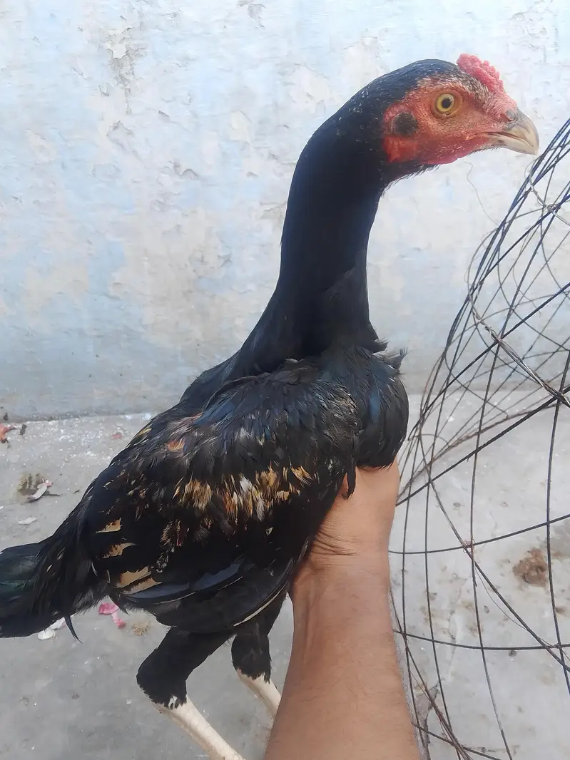 high quality aseel Sindhi patha — photo 2