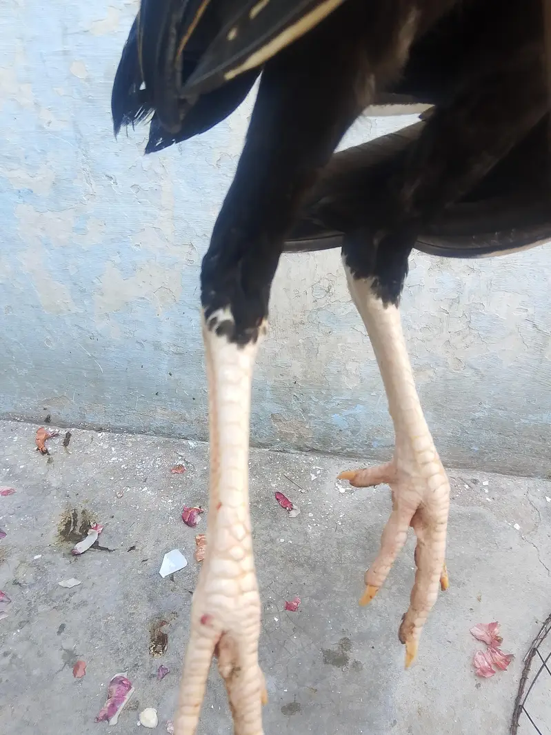 high quality aseel Sindhi patha — photo 3