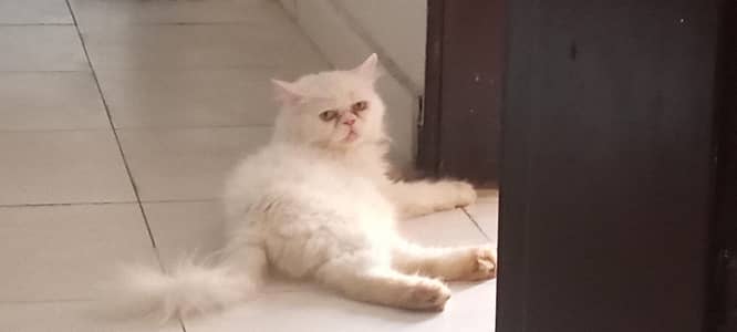 cat for bahut achi hai