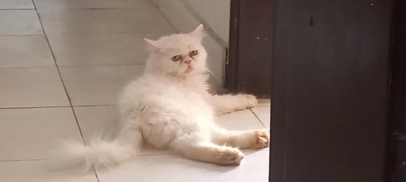 cat for bahut achi hai — photo 2