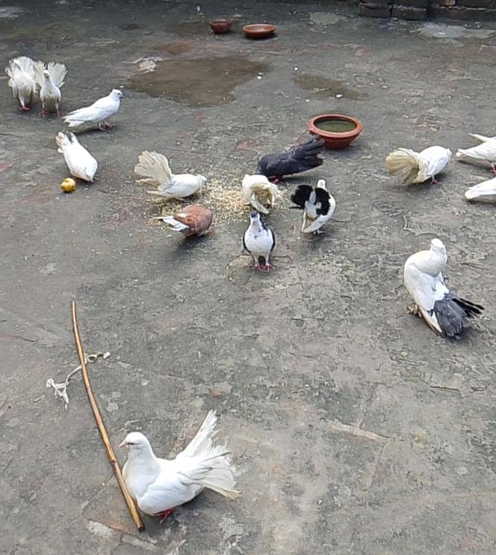 سب جوڑے انڈوں پر آۓ ہوۓ ہیں 0