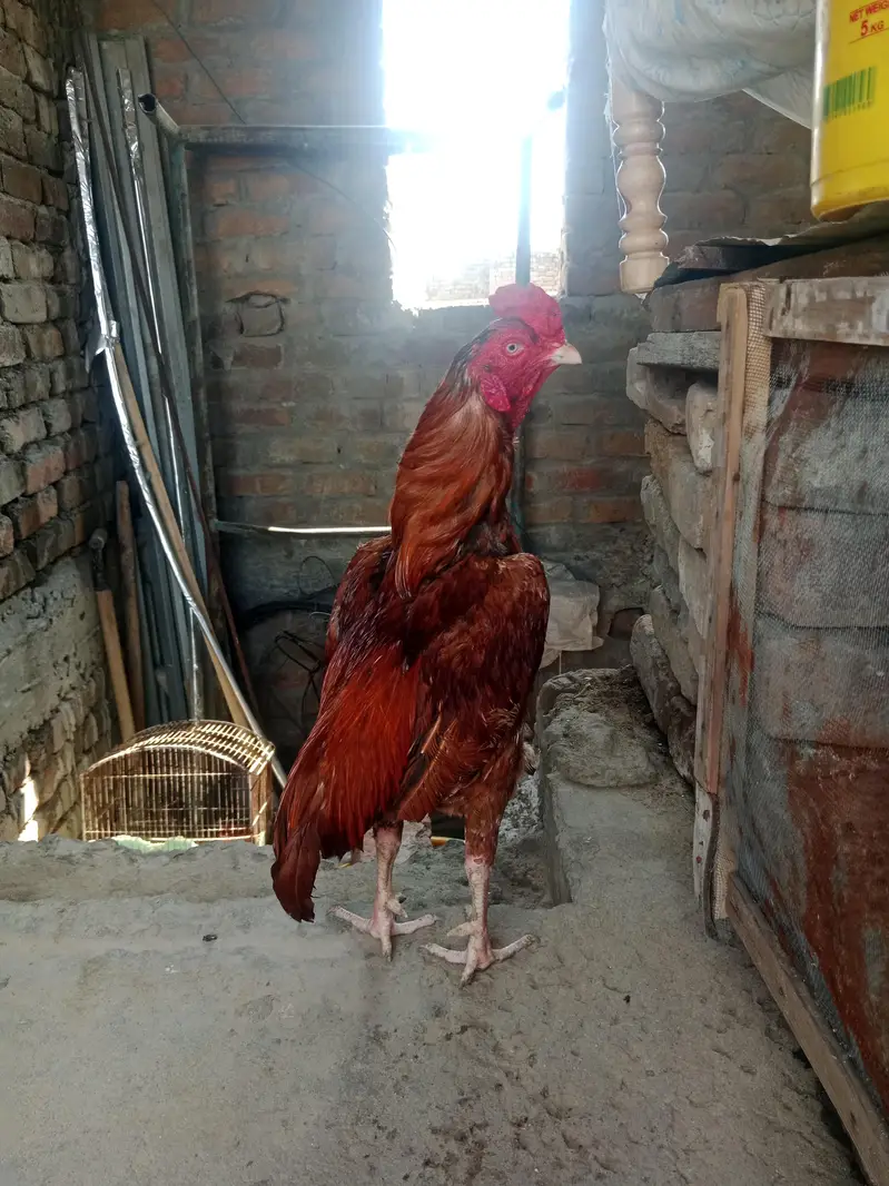 Aseel peela topla — photo 2