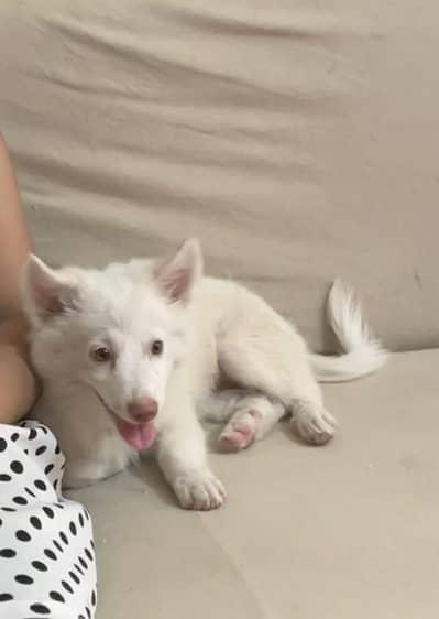 Beautiful Female American Eskimo Puppy – 3 Months Old | Lahore