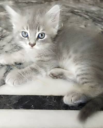 Persian cat kitten for sale price 8k  WhatsApp: 00971568281924