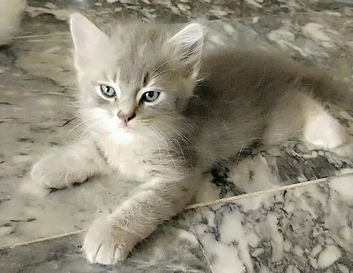 Persian cat kitten for sale price 8k  WhatsApp: 00971568281924 — photo 2