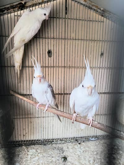 Eno Cockatiel Pairs for sale