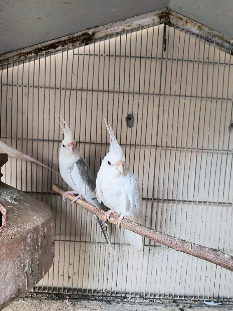 Eno Cockatiel Pairs for sale — photo 2