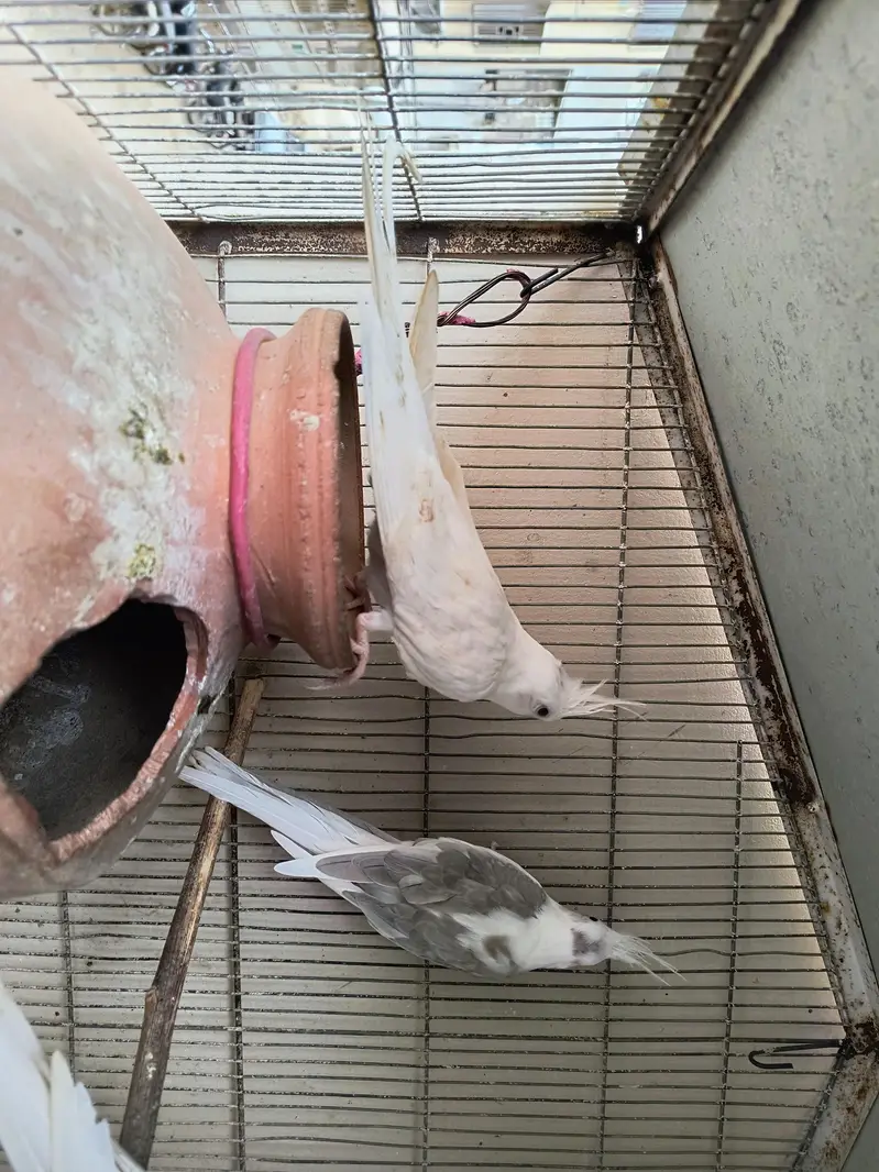 Eno Cockatiel Pairs for sale — photo 3