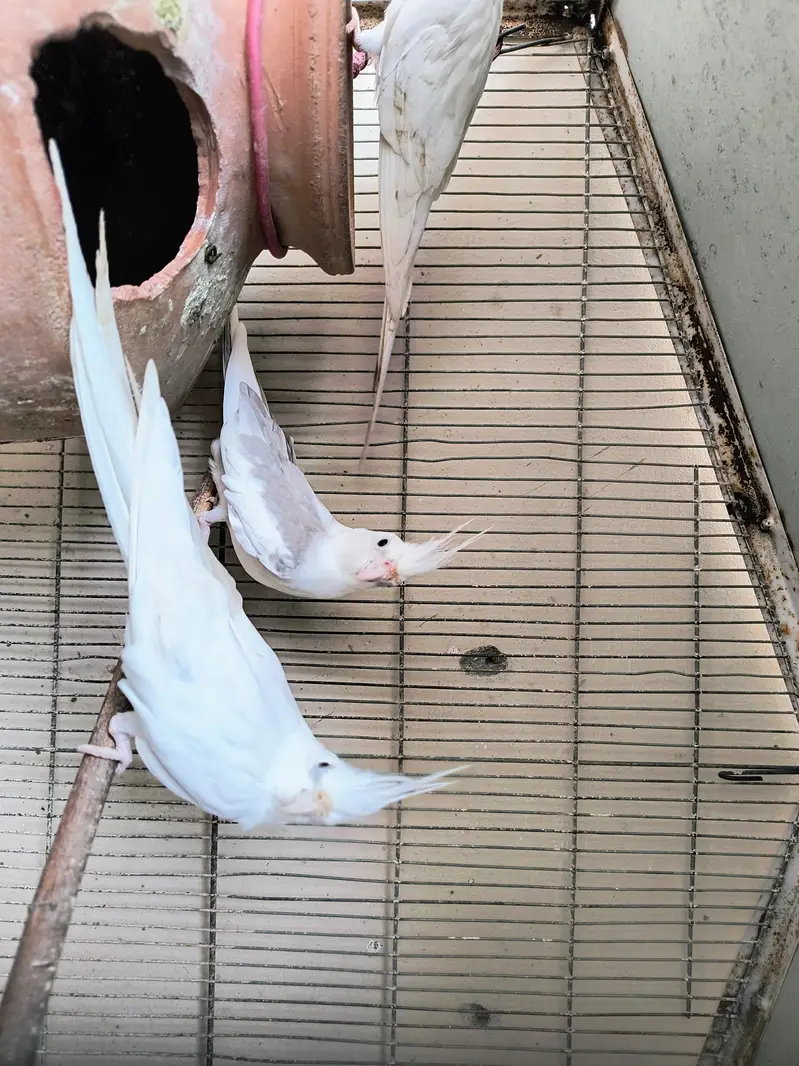 Eno Cockatiel Pairs for sale — photo 4