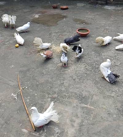 Lucky Breeder Pair Ready To Breed