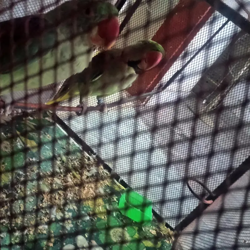 Raw jora for sale. . — photo 3