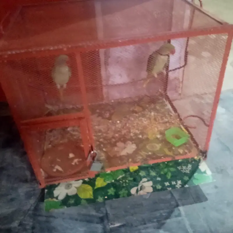 Raw jora for sale. . — photo 4