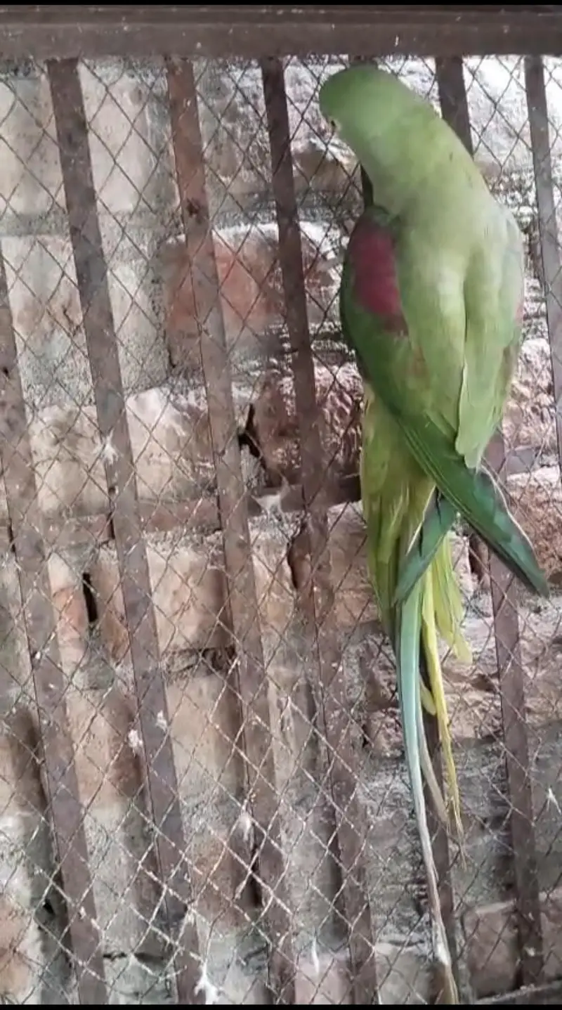 Raw jora for sale. . — photo 5