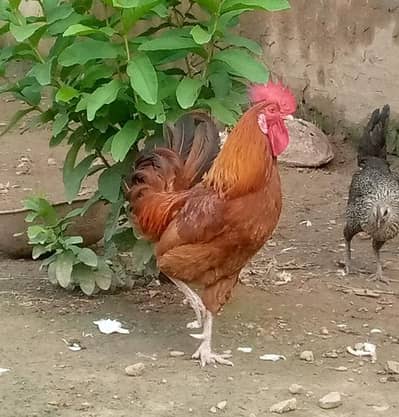 dasi murgian oor murghay