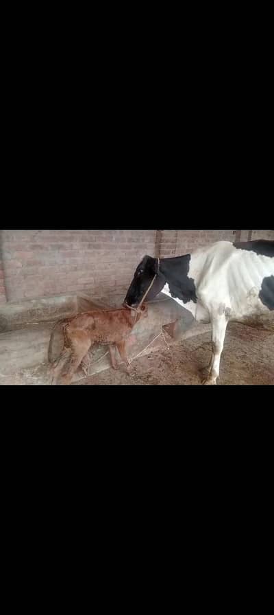 First timr for slae with female cailf