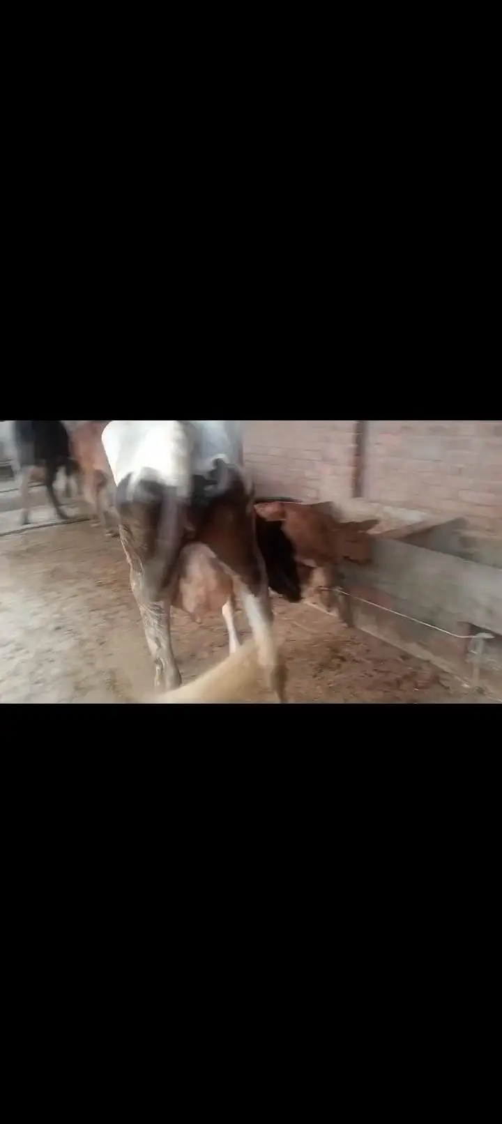 First timr for slae with female cailf — photo 2
