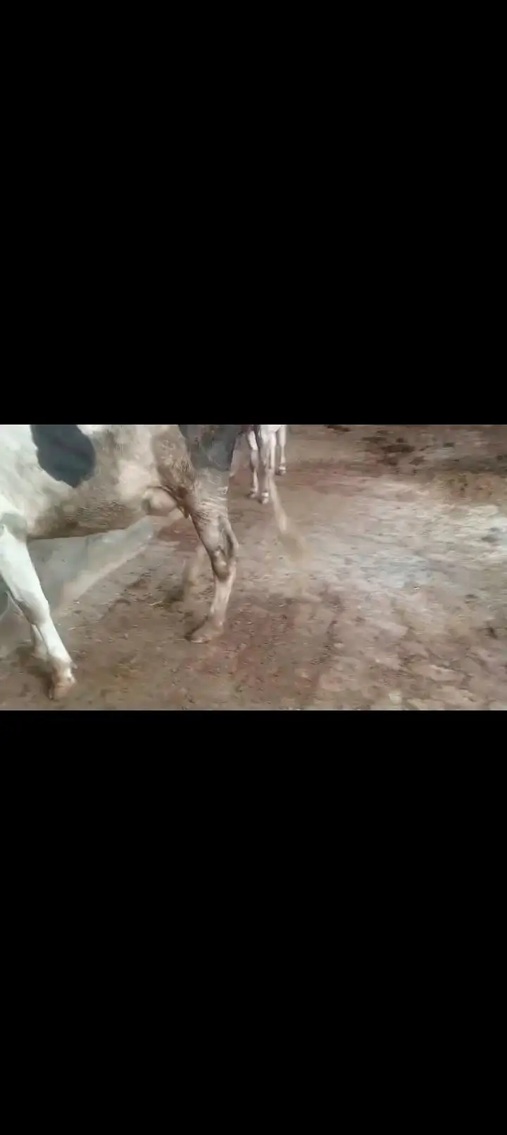 First timr for slae with female cailf — photo 3