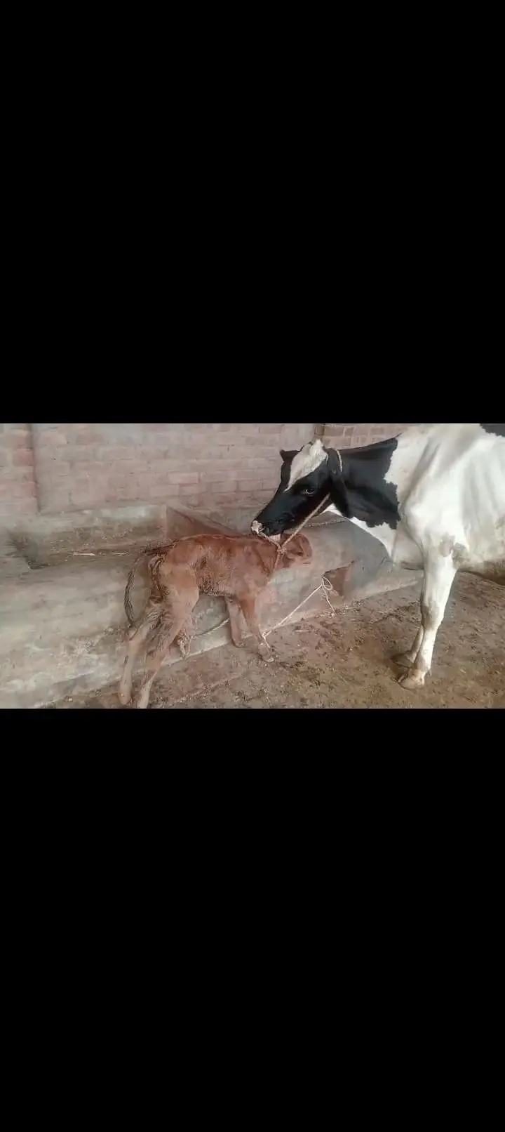 First timr for slae with female cailf — photo 4