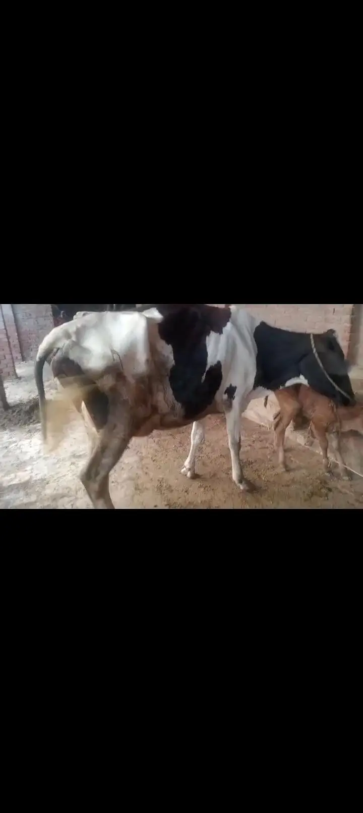 First timr for slae with female cailf — photo 5