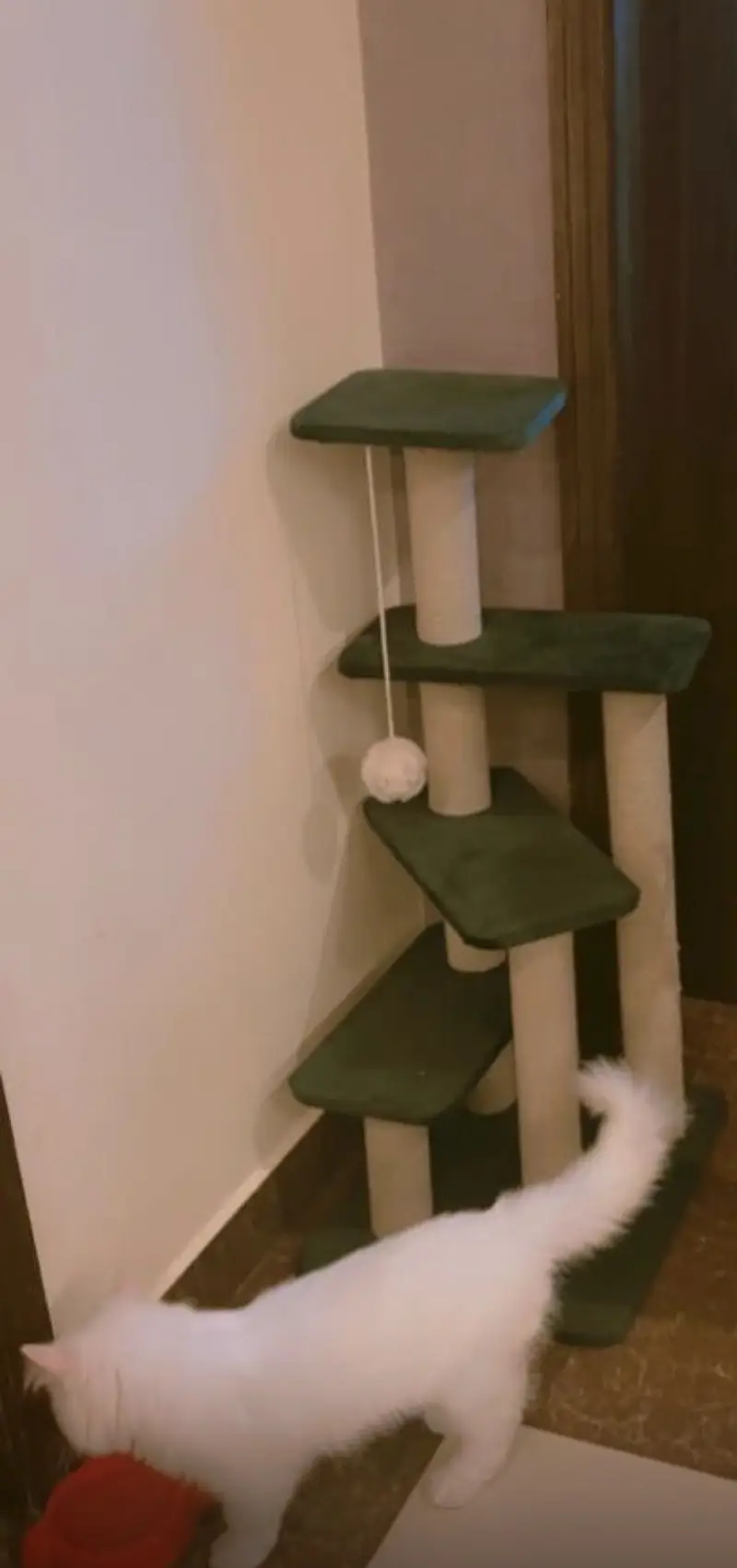 10 Months old Fully vaccinated Male kitten looking for new owner — photo 2