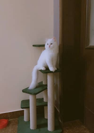10 Months old Fully vaccinated Male kitten looking for new owner