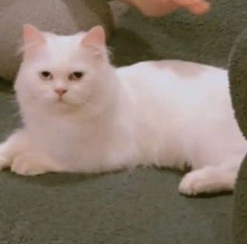 10 Months old Fully vaccinated Male kitten looking for new owner — photo 3