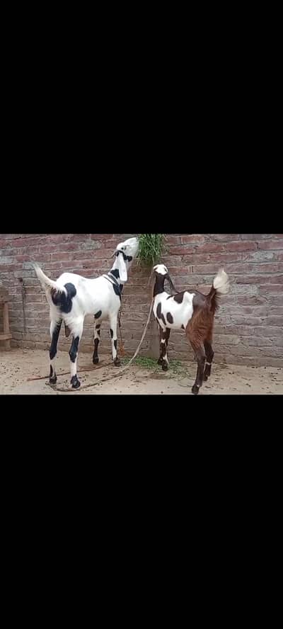 goat with female bacha