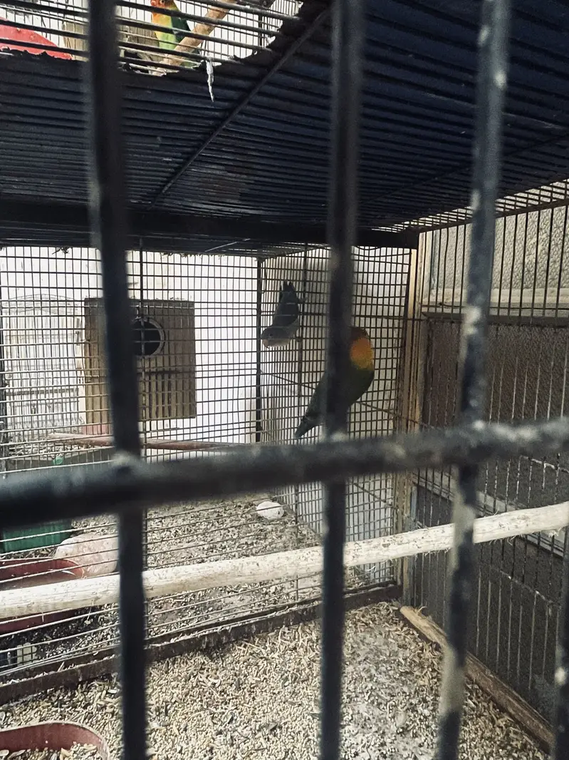 Cage & love birds For Sell — photo 2