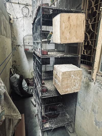 Cage & love birds For Sell