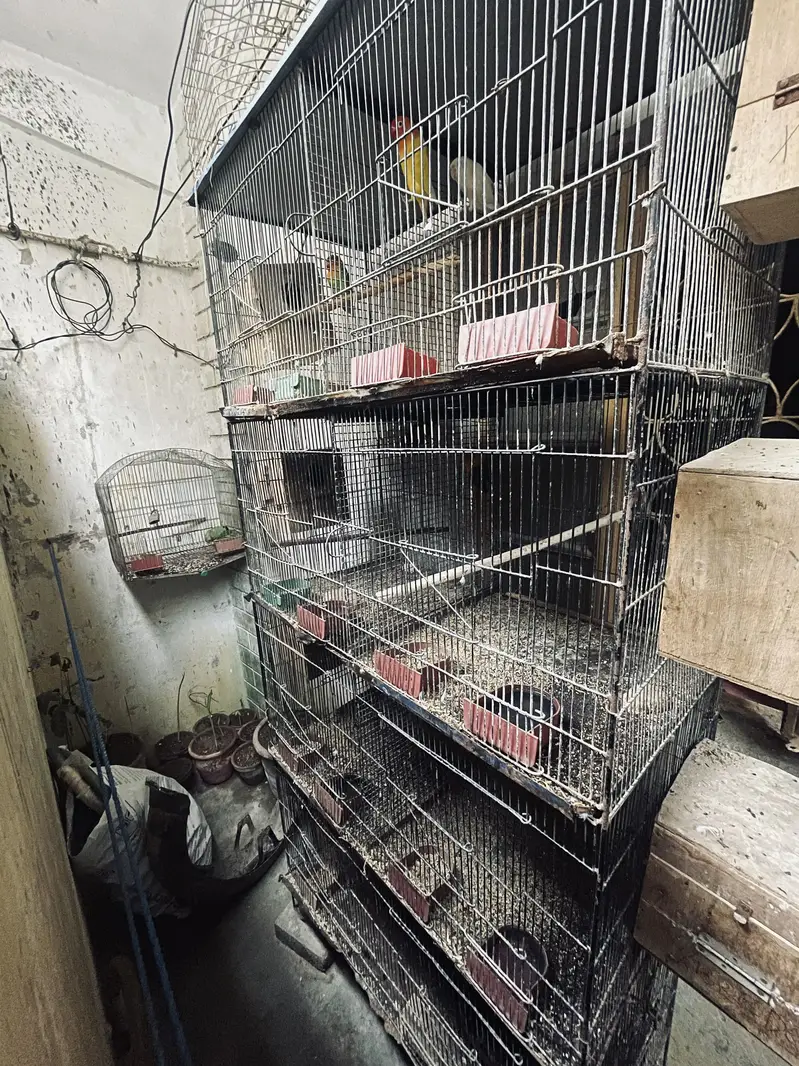 Cage & love birds For Sell — photo 3