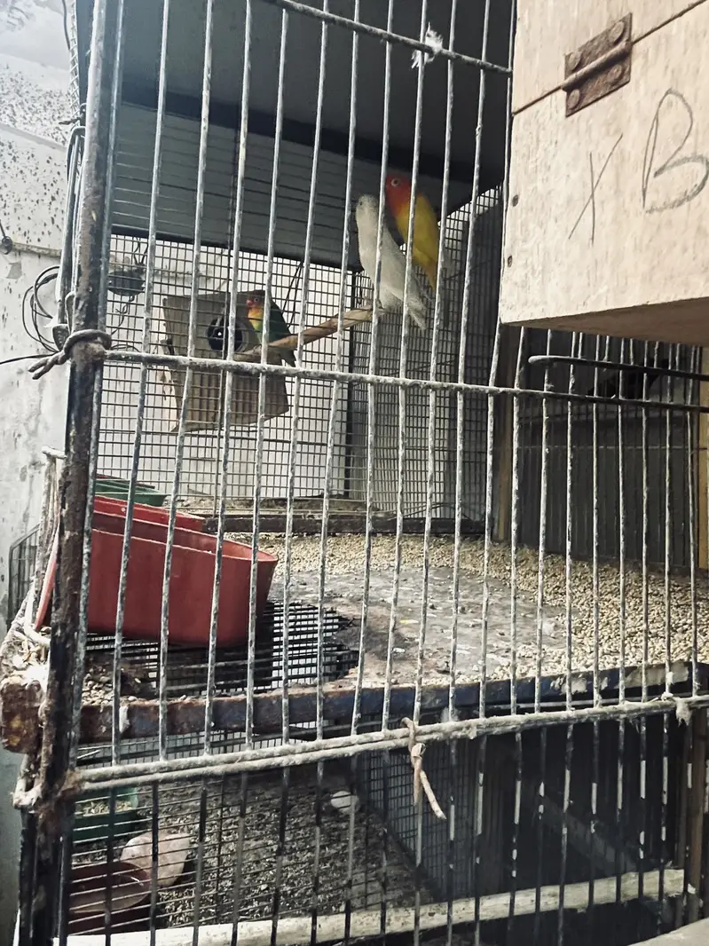 Cage & love birds For Sell — photo 4