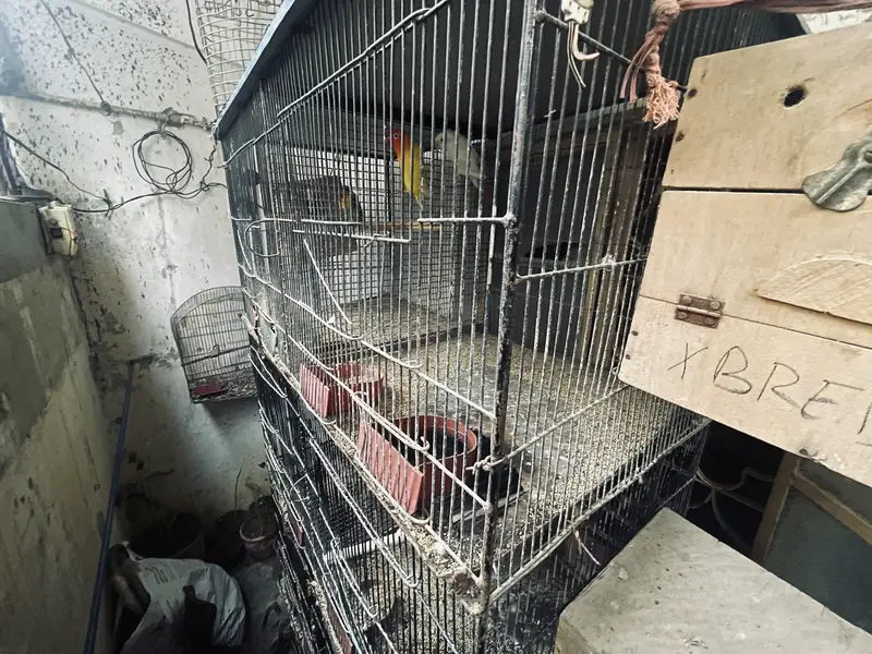 Cage & love birds For Sell — photo 5