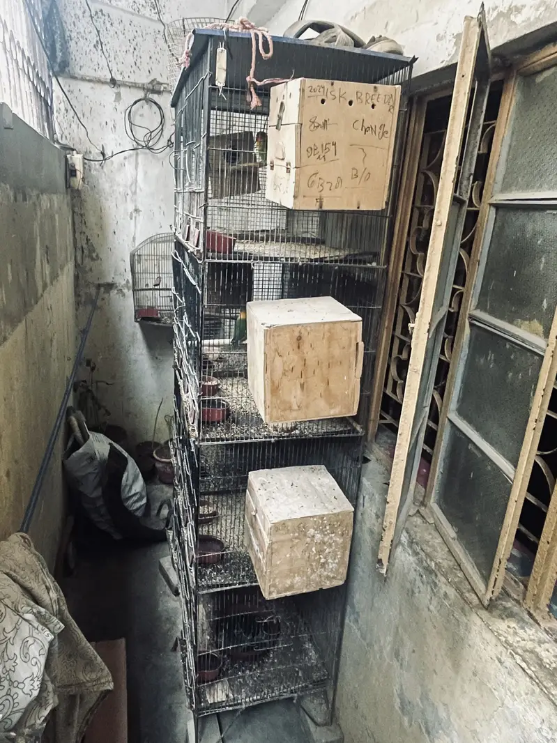 Cage & love birds For Sell — photo 6