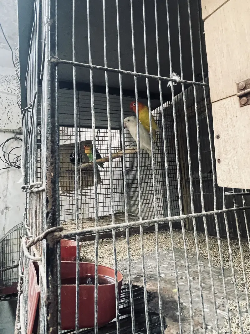 Cage & love birds For Sell — photo 7