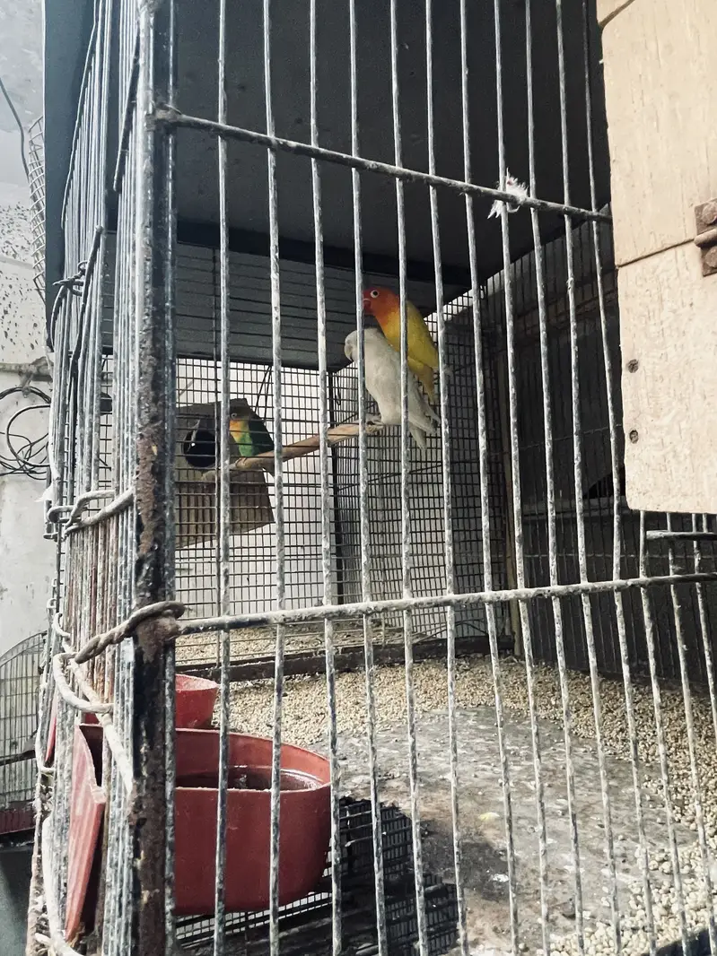 Cage & love birds For Sell — photo 8